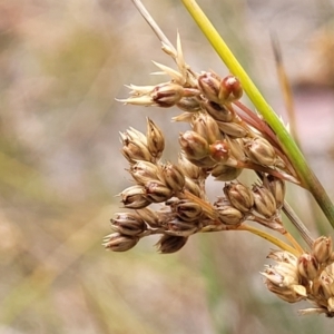 Juncus subsecundus at Carwoola, NSW - 21 Jan 2023