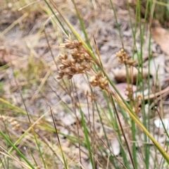 Juncus subsecundus at Carwoola, NSW - 21 Jan 2023