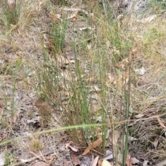 Juncus subsecundus at Carwoola, NSW - 21 Jan 2023