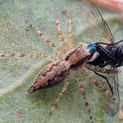 Helpis minitabunda (Threatening jumping spider) at QPRC LGA - 21 Jan 2023 by trevorpreston
