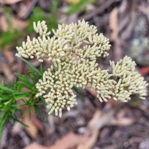 Cassinia aculeata at Carwoola, NSW - 21 Jan 2023