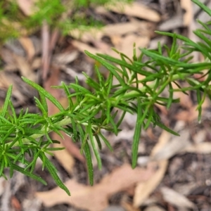 Cassinia aculeata at Carwoola, NSW - 21 Jan 2023 11:20 AM