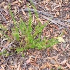 Cassinia aculeata at Carwoola, NSW - 21 Jan 2023