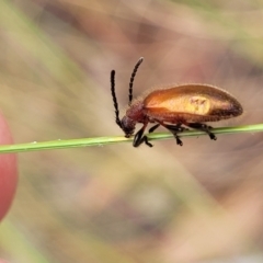 Ecnolagria grandis (Honeybrown beetle) at Wanna Wanna Nature Reserve - 21 Jan 2023 by trevorpreston