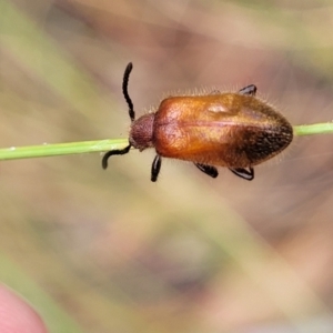 Ecnolagria grandis at Carwoola, NSW - 21 Jan 2023