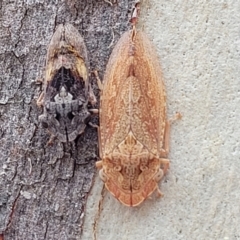 Stenocotis depressa (Leafhopper) at Wanna Wanna Nature Reserve - 21 Jan 2023 by trevorpreston