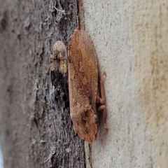 Stenocotis depressa at Carwoola, NSW - 21 Jan 2023