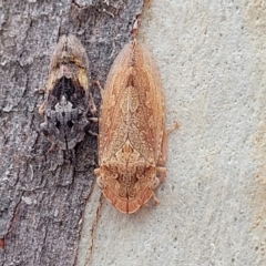 Stenocotis depressa at Carwoola, NSW - 21 Jan 2023