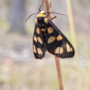 Amata (genus) at Carwoola, NSW - 21 Jan 2023