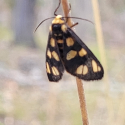 Amata (genus) (Handmaiden Moth) at QPRC LGA - 21 Jan 2023 by trevorpreston