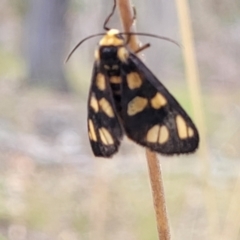 Amata (genus) (Handmaiden Moth) at Wanna Wanna Nature Reserve - 21 Jan 2023 by trevorpreston