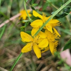 Hypericum perforatum (St John's Wort) at Wanna Wanna Nature Reserve - 21 Jan 2023 by trevorpreston