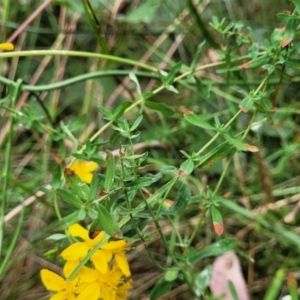 Hypericum perforatum at Carwoola, NSW - 21 Jan 2023