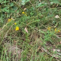 Hypericum perforatum at Carwoola, NSW - 21 Jan 2023