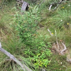 Olearia lirata at Carwoola, NSW - 21 Jan 2023
