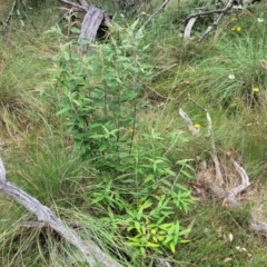 Olearia lirata (Snowy Daisybush) at Carwoola, NSW - 21 Jan 2023 by trevorpreston