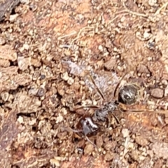 Myrmecorhynchus emeryi (Possum Ant) at QPRC LGA - 21 Jan 2023 by trevorpreston