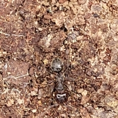 Myrmecorhynchus emeryi at Carwoola, NSW - 21 Jan 2023