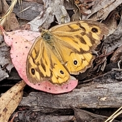Heteronympha merope (Common Brown Butterfly) at Carwoola, NSW - 21 Jan 2023 by trevorpreston