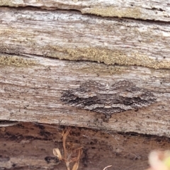 Chrysolarentia severata (Finely-lined Carpet) at Carwoola, NSW - 21 Jan 2023 by trevorpreston