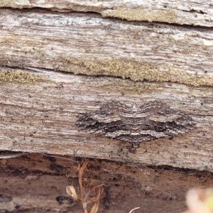 Chrysolarentia severata at Carwoola, NSW - 21 Jan 2023