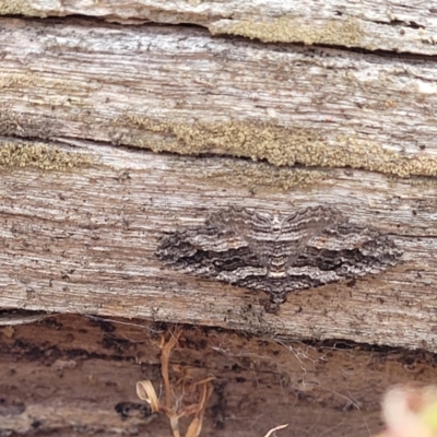 Chrysolarentia severata (Finely-lined Carpet) at QPRC LGA - 21 Jan 2023 by trevorpreston