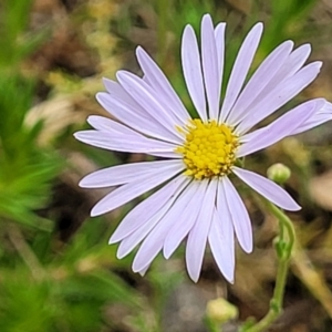 Brachyscome rigidula at Carwoola, NSW - 21 Jan 2023