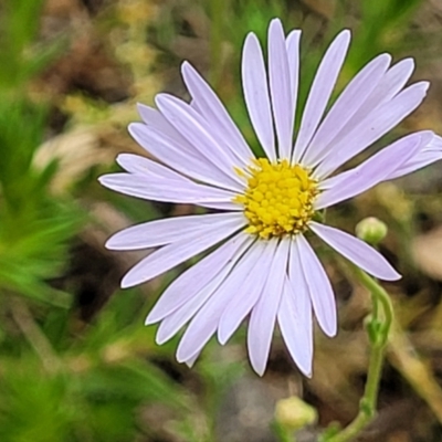 Brachyscome rigidula (Hairy Cut-leaf Daisy) at Wanna Wanna Nature Reserve - 21 Jan 2023 by trevorpreston