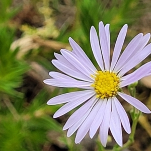 Brachyscome rigidula at Carwoola, NSW - 21 Jan 2023 11:05 AM