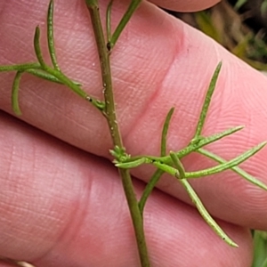 Brachyscome rigidula at Carwoola, NSW - 21 Jan 2023 11:05 AM