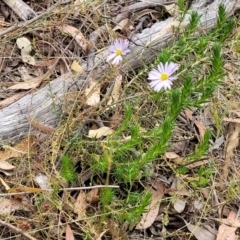 Brachyscome rigidula at Carwoola, NSW - 21 Jan 2023 11:05 AM