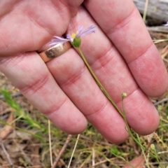 Brachyscome rigidula at Carwoola, NSW - 21 Jan 2023 11:05 AM