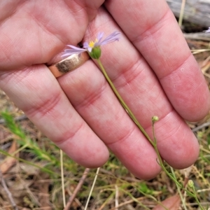 Brachyscome rigidula at Carwoola, NSW - 21 Jan 2023 11:05 AM