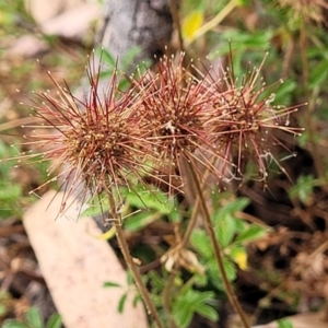 Acaena novae-zelandiae at Carwoola, NSW - 21 Jan 2023