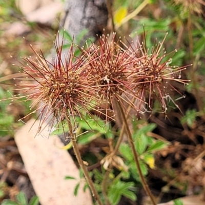 Acaena novae-zelandiae (Bidgee Widgee) at Wanna Wanna Nature Reserve - 21 Jan 2023 by trevorpreston