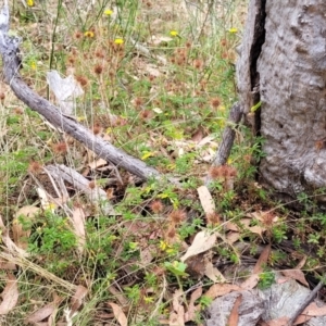 Acaena novae-zelandiae at Carwoola, NSW - 21 Jan 2023