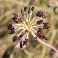 Oreomyrrhis eriopoda (Australian Carraway) at Carwoola, NSW - 20 Jan 2023 by trevorpreston