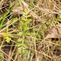 Oreomyrrhis eriopoda at Carwoola, NSW - 21 Jan 2023