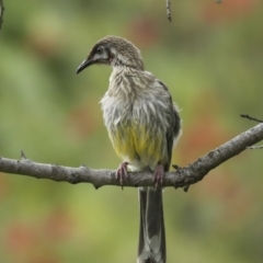 Anthochaera carunculata (Red Wattlebird) at Higgins, ACT - 1 Dec 2022 by AlisonMilton