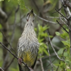 Anthochaera carunculata at Higgins, ACT - 2 Dec 2022