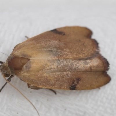 Tortricopsis uncinella (A concealer moth) at Higgins, ACT - 19 Nov 2022 by AlisonMilton