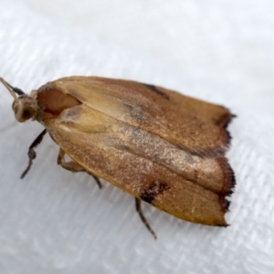 Tortricopsis uncinella at Higgins, ACT - 19 Nov 2022 03:18 PM