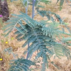 Acacia dealbata (Silver Wattle) at QPRC LGA - 20 Jan 2023 by trevorpreston