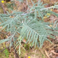 Acacia dealbata at Carwoola, NSW - 21 Jan 2023 10:59 AM