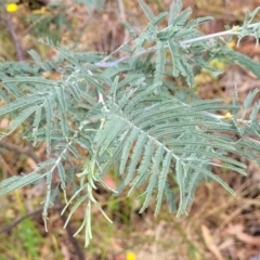 Acacia dealbata at Carwoola, NSW - 21 Jan 2023