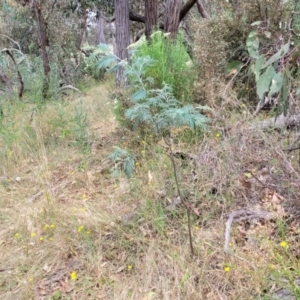 Acacia dealbata at Carwoola, NSW - 21 Jan 2023