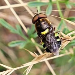 Odontomyia hunteri (Soldier fly) at Wanna Wanna Nature Reserve - 20 Jan 2023 by trevorpreston