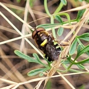 Odontomyia hunteri at Carwoola, NSW - 21 Jan 2023