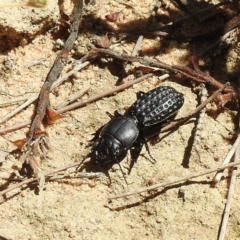 Unidentified Carab beetle (Carabidae) (TBC) at Wingello - 8 Jan 2023 by GlossyGal