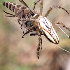 Plebs bradleyi (Enamelled spider) at Wanna Wanna Nature Reserve - 20 Jan 2023 by trevorpreston
